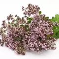 The benefits of thyme