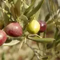 Екстрактът от маслинови листа надвива рака за две седмици
