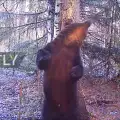 С палави танци най-щастливият мечок отпразнува свободата си