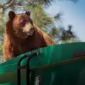 Шофьор откри изненадващо мечка-гратисчия в камиона си