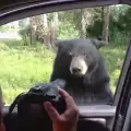 Любопитна мечка се опита да влезе в колата на туристи