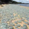Хиляди сини медузи покриха австралийски бряг