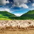 Стадо с хиляда овце щурмува испански град