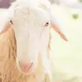 Болести по овцете