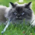 Това е Мерлин – най-намръщената котка в света