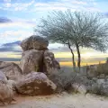 Mesquite - the Tree of Life