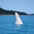 Заснеха легендарния кит Мигалу
