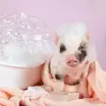Съвети при къпане на мини прасенце