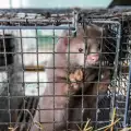 PETA иска България да спре да отглежда американски норки