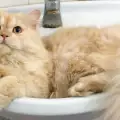 Това е Мипо - котето, което обожава да си взема душ