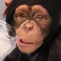 Откриха диетата, с която маймуните ще живеят по-дълго
