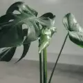 Сенколюбиви растения за коридора
