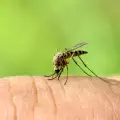 Изгонете комарите завинаги! Изпитани методи