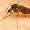 Комарите - преносители на заболявания