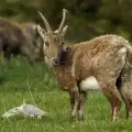 Дива коза - всичко за чифтокопитното животно