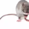 Умряла мишка