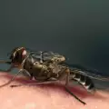 Мухата цеце - какво трябва да знаеш за смъртоносното насекомо
