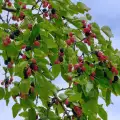 Как дървото на черницата да дава изобилен плод