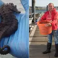 Британец улови най-голямото морско конче в света