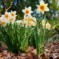 Над 1500 нови цветя ще бъдат засадени в Банско през пролетта