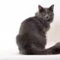 Хранене на котка нибелунг