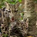 Две застрашени леопардчета се родиха в зоопарка в Маями