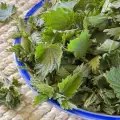 How to Store Nettle in the Freezer?