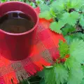 Nettle Tea for Good Blood Circulation