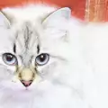 Окраската на котката определя нейната суперсила