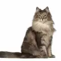 Грижи за норвежка горска котка