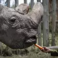 Ферми за легален добив на рогове спасява носорозите