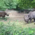 Десетки животни избягаха от зоопарка в Тбилиси
