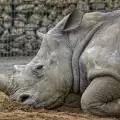 Охраняват денонощно последния мъжки бял носорог