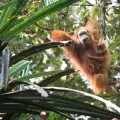 Днес е Световният ден на орангутаните