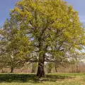 Столетен дъб от Силистра в надпреварата за Европейско дърво на годината