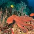 Вид тихоокеански октопод се изживява като полов атлет