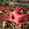 The World's Strangest Mushroom: Devil's Fingers