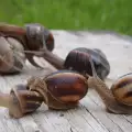 Snail Compress for Removing Bone Spurs