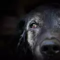 Черно куче в сънищата - значение и символика