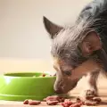 Защо кучето вади храната от купичката си?
