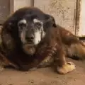 Тъжна вест! Почина най-старото куче в света