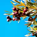 Отглеждане на маслиново дърво – какво трябва да знаем