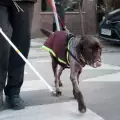 Спасиха българско куче-водач с уникална операция