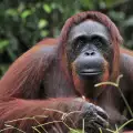 Почина орангутанът, владеещ езика на глухонемите