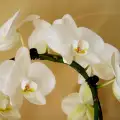 Защо съхнат пъпките на орхидеята?