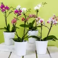 Как се полива орхидея