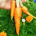 Народни средства за защита на морковите