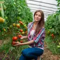 Засаждане и отглеждане на домати