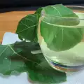 Отвара от смокинов лист