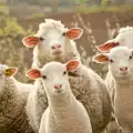 Назобени с канабис овце вилняха в британско селце